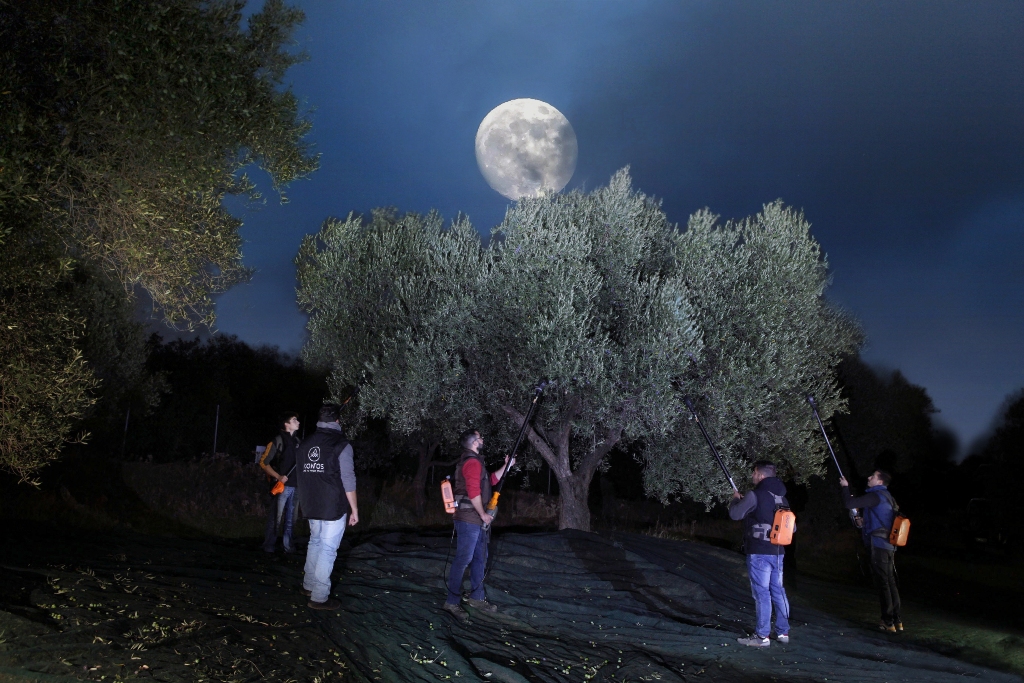 Nocturnal_Harvest_Konos_Olive_Hill_small.jpg