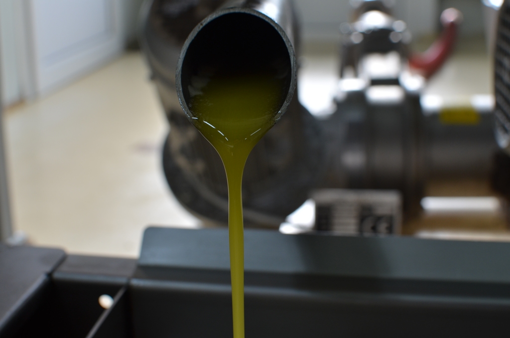 konos cold extraction evoo