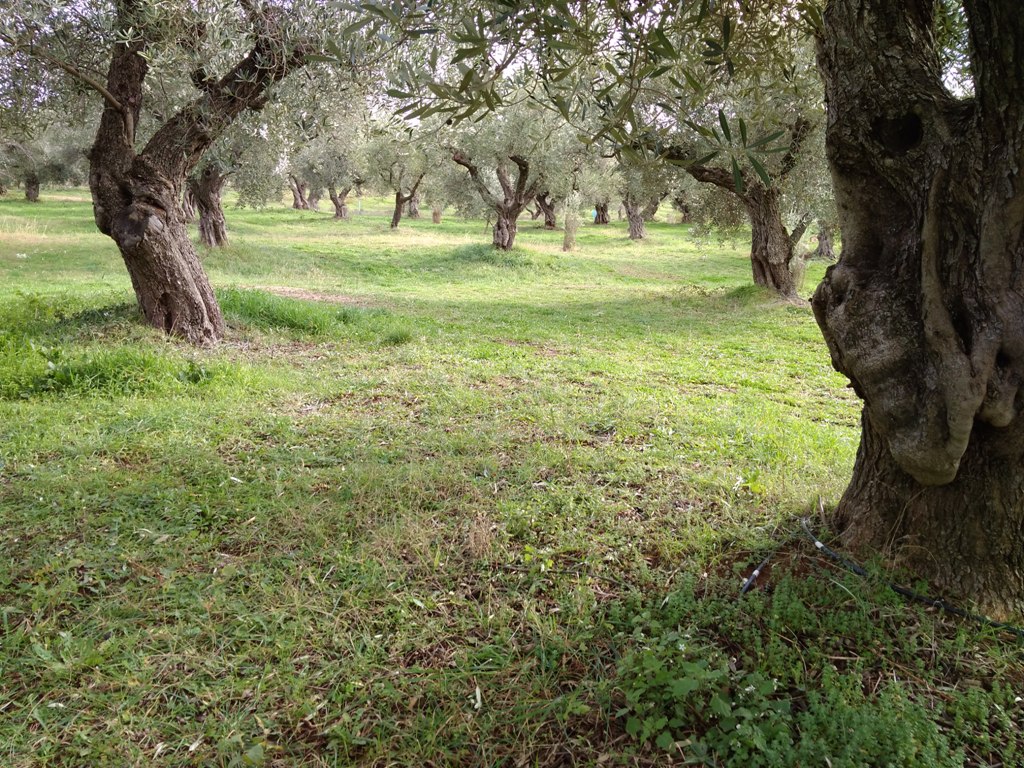 konos_olive_grove.jpg