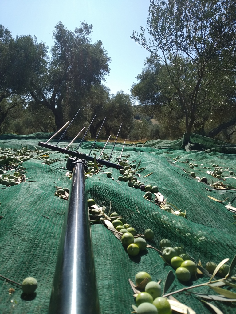 konos_olive_harvest.jpg